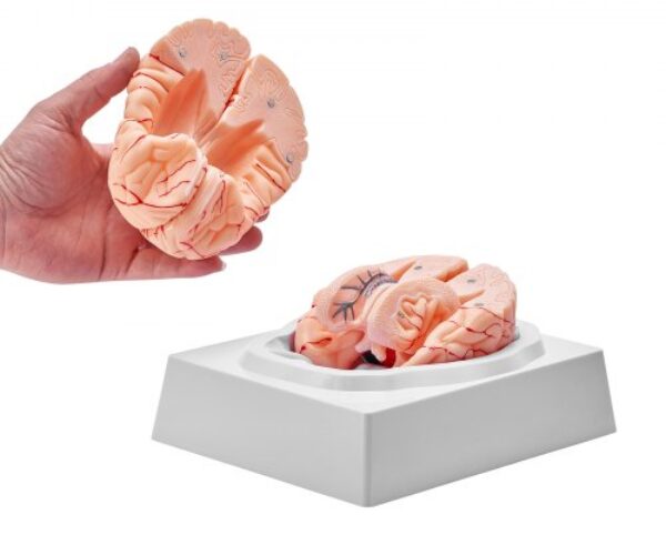 Emberi Agy Modell 1:1 Méretben