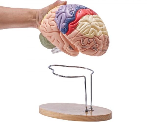 Emberi Agy Modell 2x Életnagyságban