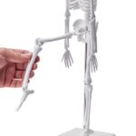 Emberi Anatómia Modellkészlet 4db