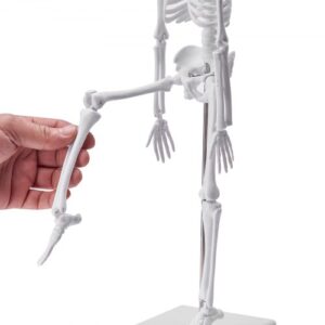 Emberi Anatómia Modellkészlet 4db