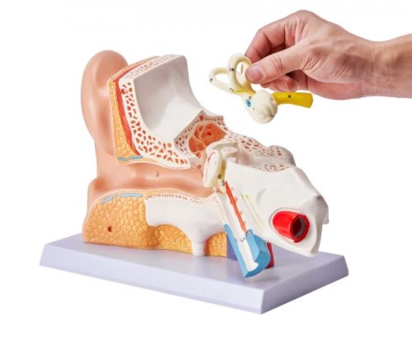 Emberi Fül Anatómiai Modell 5x