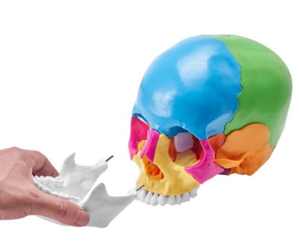 Emberi Koponya Modell, 22 Részes, PVC, Életnagyságú
