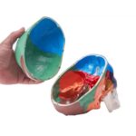 Emberi Koponya Modell 3 Részes PVC 1:1