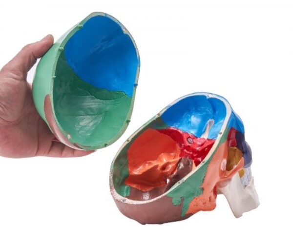 Emberi Koponya Modell 3 Részes PVC 1:1