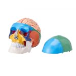 Emberi Koponya Modell 8 Részes Agy 3 Részes Koponya 1:1